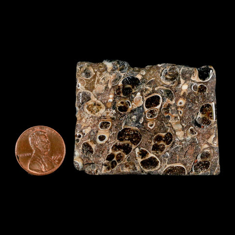 2.1" Polished Cut Slab Of Fossil Turritella Shells Eocene Age Wyoming Gastropod Shells - Fossil Age Minerals