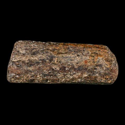 2.2" Mosasaur Fossil Rib Section Cretaceous Dinosaur Era Texas Ozan FM COA - Fossil Age Minerals