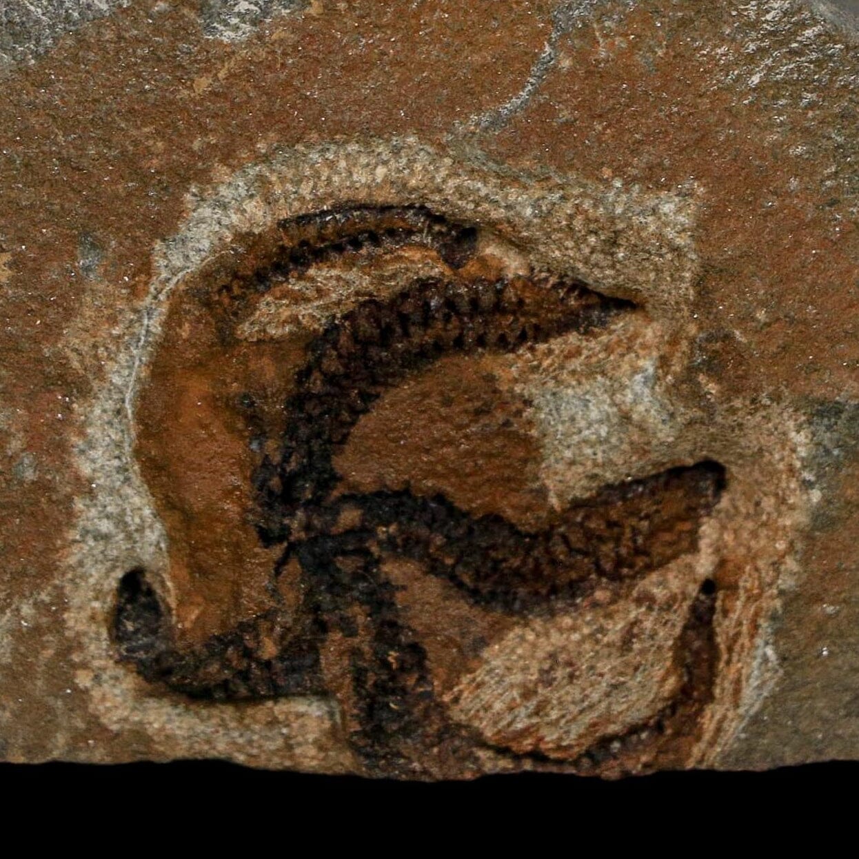 1.1" Brittlestar Ophiura Sp Starfish Fossil Ordovician Age Morocco COA - Fossil Age Minerals