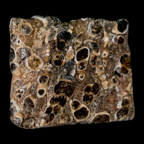 2.1" Polished Cut Slab Of Fossil Turritella Shells Eocene Age Wyoming Gastropod Shells - Fossil Age Minerals