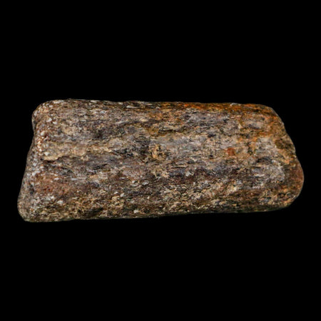 2.2" Mosasaur Fossil Rib Section Cretaceous Dinosaur Era Texas Ozan FM COA