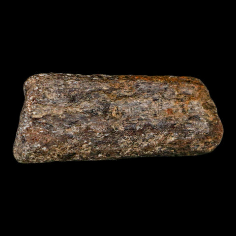 2.2" Mosasaur Fossil Rib Section Cretaceous Dinosaur Era Texas Ozan FM COA - Fossil Age Minerals