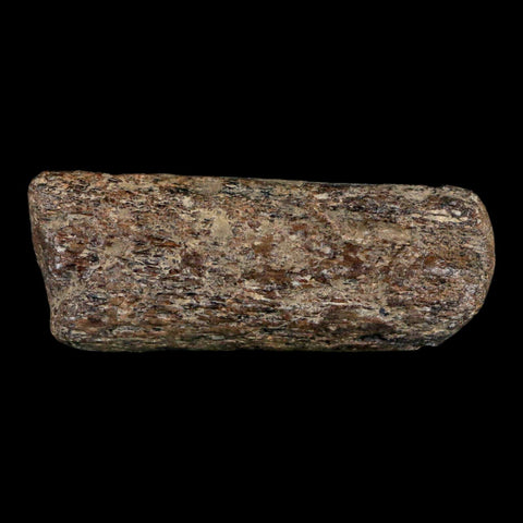 2.2" Mosasaur Fossil Rib Section Cretaceous Dinosaur Era Texas Ozan FM COA - Fossil Age Minerals