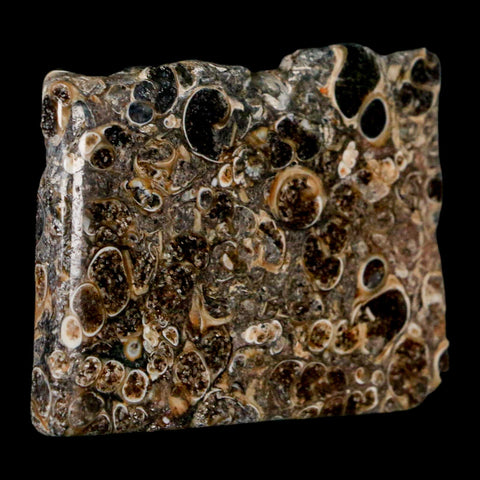 2.1" Polished Cut Slab Of Fossil Turritella Shells Eocene Age Wyoming Gastropod Shells - Fossil Age Minerals