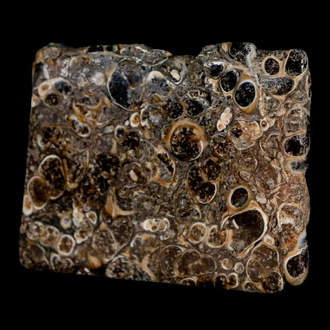 2.1" Polished Cut Slab Of Fossil Turritella Shells Eocene Age Wyoming Gastropod Shells - Fossil Age Minerals