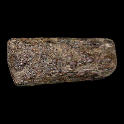 2.2" Mosasaur Fossil Rib Section Cretaceous Dinosaur Era Texas Ozan FM COA - Fossil Age Minerals