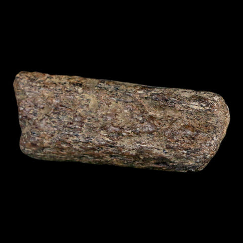 2.2" Mosasaur Fossil Rib Section Cretaceous Dinosaur Era Texas Ozan FM COA - Fossil Age Minerals