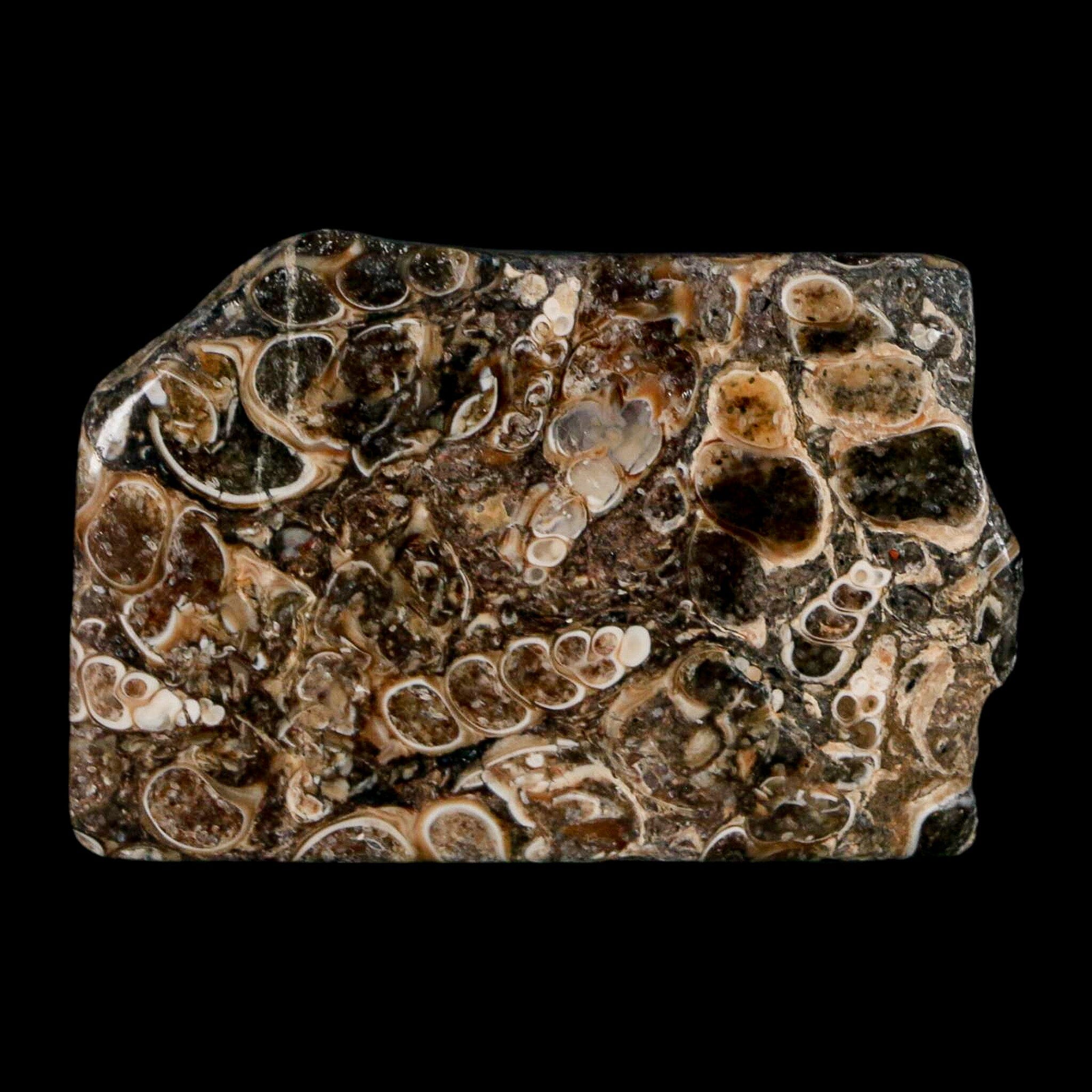 2.2" Polished Cut Slab Of Fossil Turritella Shells Eocene Age Wyoming Gastropod Shells - Fossil Age Minerals
