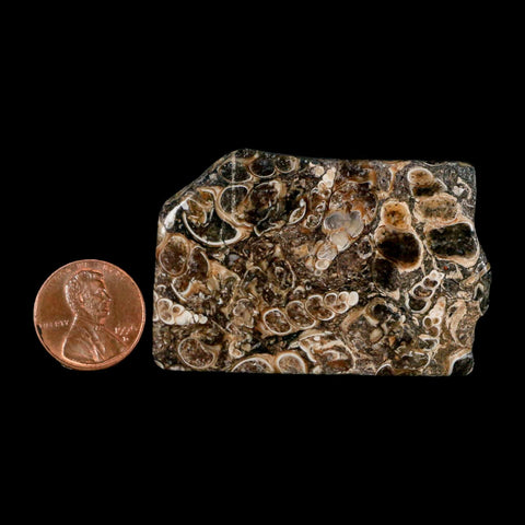 2.2" Polished Cut Slab Of Fossil Turritella Shells Eocene Age Wyoming Gastropod Shells - Fossil Age Minerals