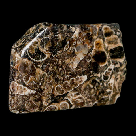 2.2" Polished Cut Slab Of Fossil Turritella Shells Eocene Age Wyoming Gastropod Shells - Fossil Age Minerals