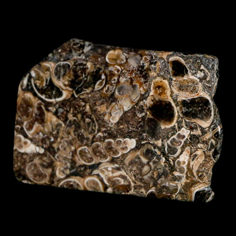 2.2" Polished Cut Slab Of Fossil Turritella Shells Eocene Age Wyoming Gastropod Shells - Fossil Age Minerals