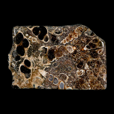 2.2" Polished Cut Slab Of Fossil Turritella Shells Eocene Age Wyoming Gastropod Shells - Fossil Age Minerals