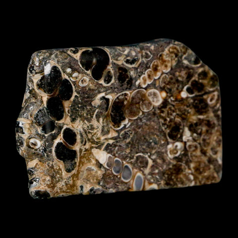 2.2" Polished Cut Slab Of Fossil Turritella Shells Eocene Age Wyoming Gastropod Shells - Fossil Age Minerals