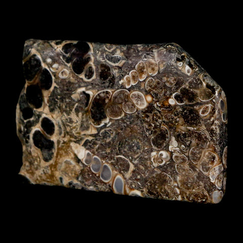 2.2" Polished Cut Slab Of Fossil Turritella Shells Eocene Age Wyoming Gastropod Shells - Fossil Age Minerals