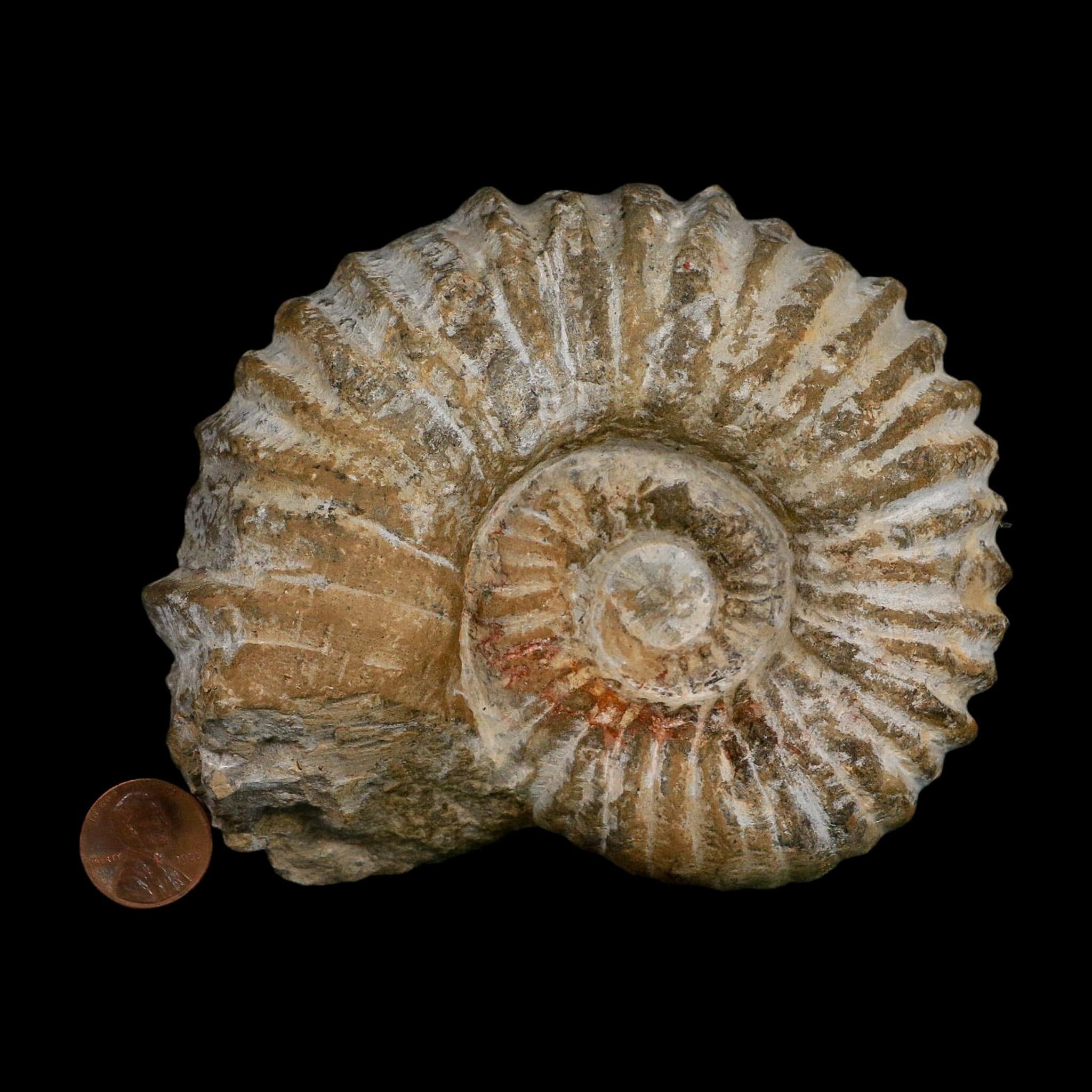 4.8" Acanthoceras Ammonite Fossil Agadir Morocco 360 Million Year Old COA - Fossil Age Minerals