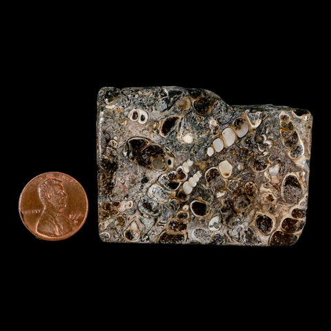 2.2" Polished Cut Slab Of Fossil Turritella Shells Eocene Age Wyoming Gastropod Shells - Fossil Age Minerals