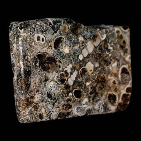 2.2" Polished Cut Slab Of Fossil Turritella Shells Eocene Age Wyoming Gastropod Shells - Fossil Age Minerals