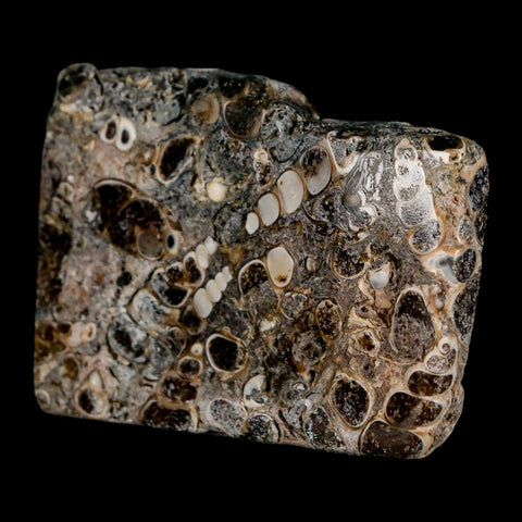 2.2" Polished Cut Slab Of Fossil Turritella Shells Eocene Age Wyoming Gastropod Shells - Fossil Age Minerals