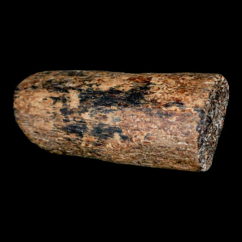 2.3" Mosasaur Fossil Rib Section Cretaceous Dinosaur Era Texas Ozan FM COA - Fossil Age Minerals