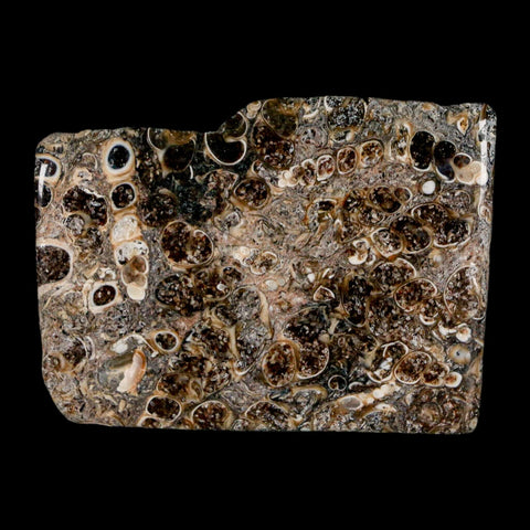 2.2" Polished Cut Slab Of Fossil Turritella Shells Eocene Age Wyoming Gastropod Shells - Fossil Age Minerals