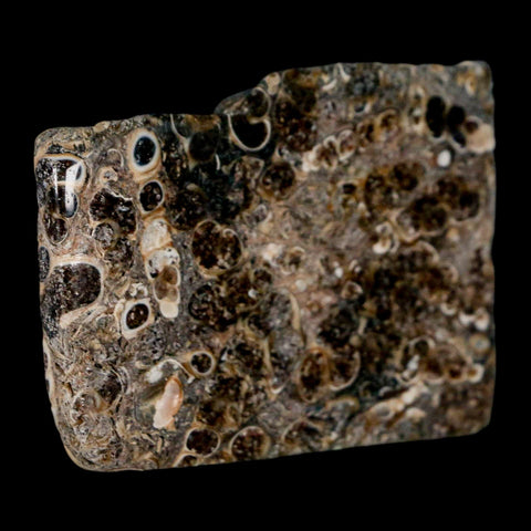 2.2" Polished Cut Slab Of Fossil Turritella Shells Eocene Age Wyoming Gastropod Shells - Fossil Age Minerals