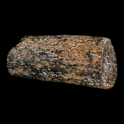 2.3" Mosasaur Fossil Rib Section Cretaceous Dinosaur Era Texas Ozan FM COA - Fossil Age Minerals