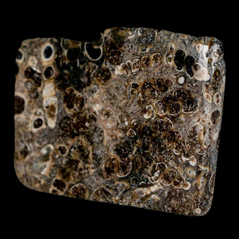 2.2" Polished Cut Slab Of Fossil Turritella Shells Eocene Age Wyoming Gastropod Shells - Fossil Age Minerals