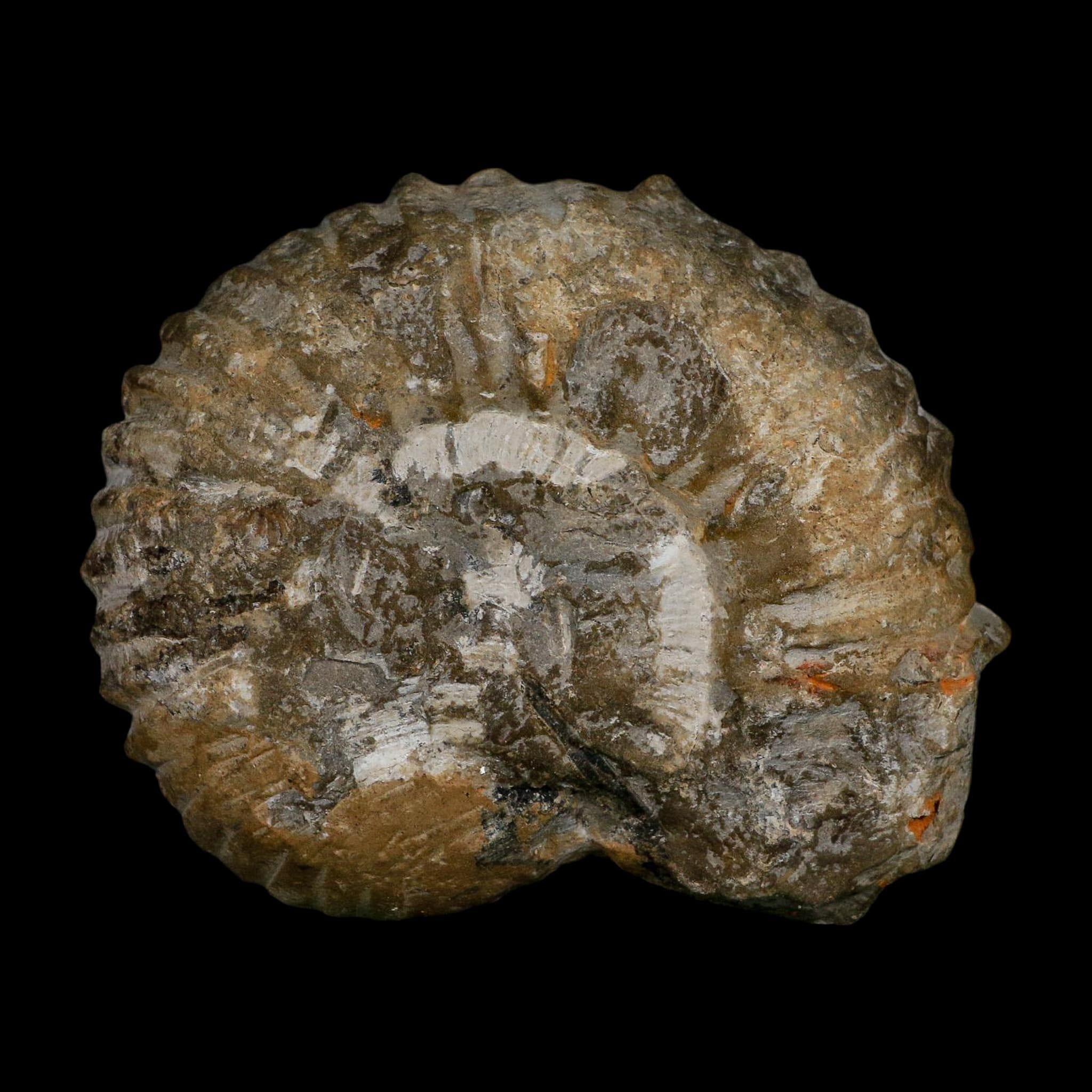 4.8" Acanthoceras Ammonite Fossil Agadir Morocco 360 Million Year Old COA - Fossil Age Minerals