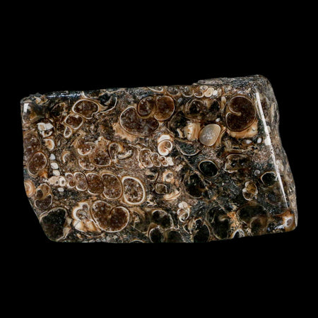 2.4" Polished Cut Slab Of Fossil Turritella Shells Eocene Age Wyoming Gastropod Shells