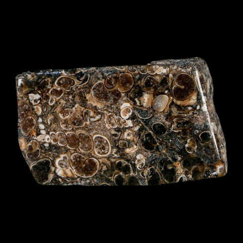 2.4" Polished Cut Slab Of Fossil Turritella Shells Eocene Age Wyoming Gastropod Shells - Fossil Age Minerals