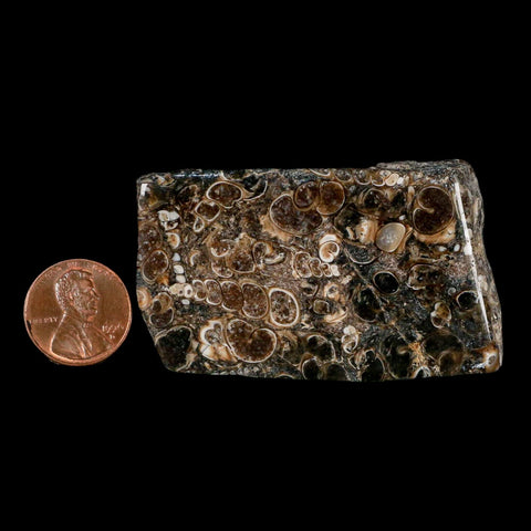 2.4" Polished Cut Slab Of Fossil Turritella Shells Eocene Age Wyoming Gastropod Shells - Fossil Age Minerals