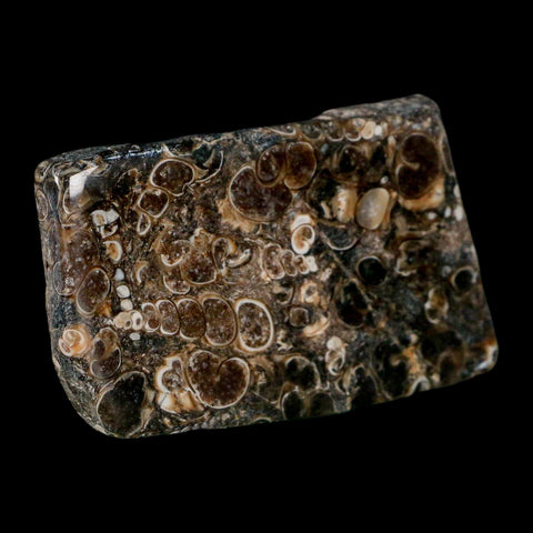 2.4" Polished Cut Slab Of Fossil Turritella Shells Eocene Age Wyoming Gastropod Shells - Fossil Age Minerals