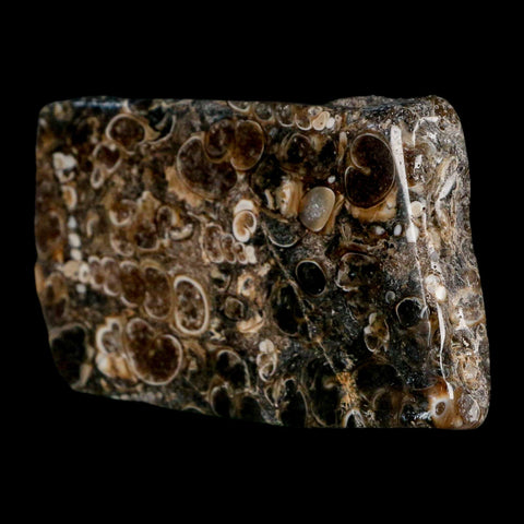 2.4" Polished Cut Slab Of Fossil Turritella Shells Eocene Age Wyoming Gastropod Shells - Fossil Age Minerals