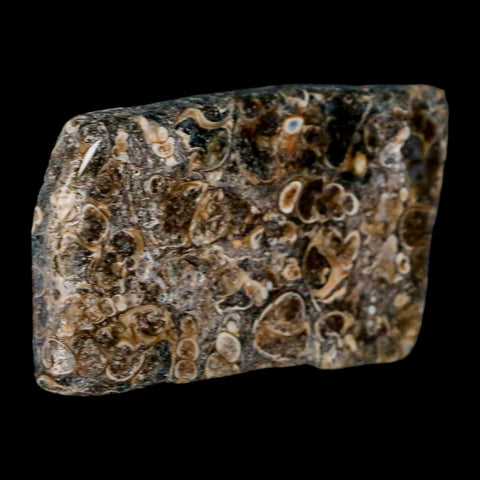 2.4" Polished Cut Slab Of Fossil Turritella Shells Eocene Age Wyoming Gastropod Shells - Fossil Age Minerals