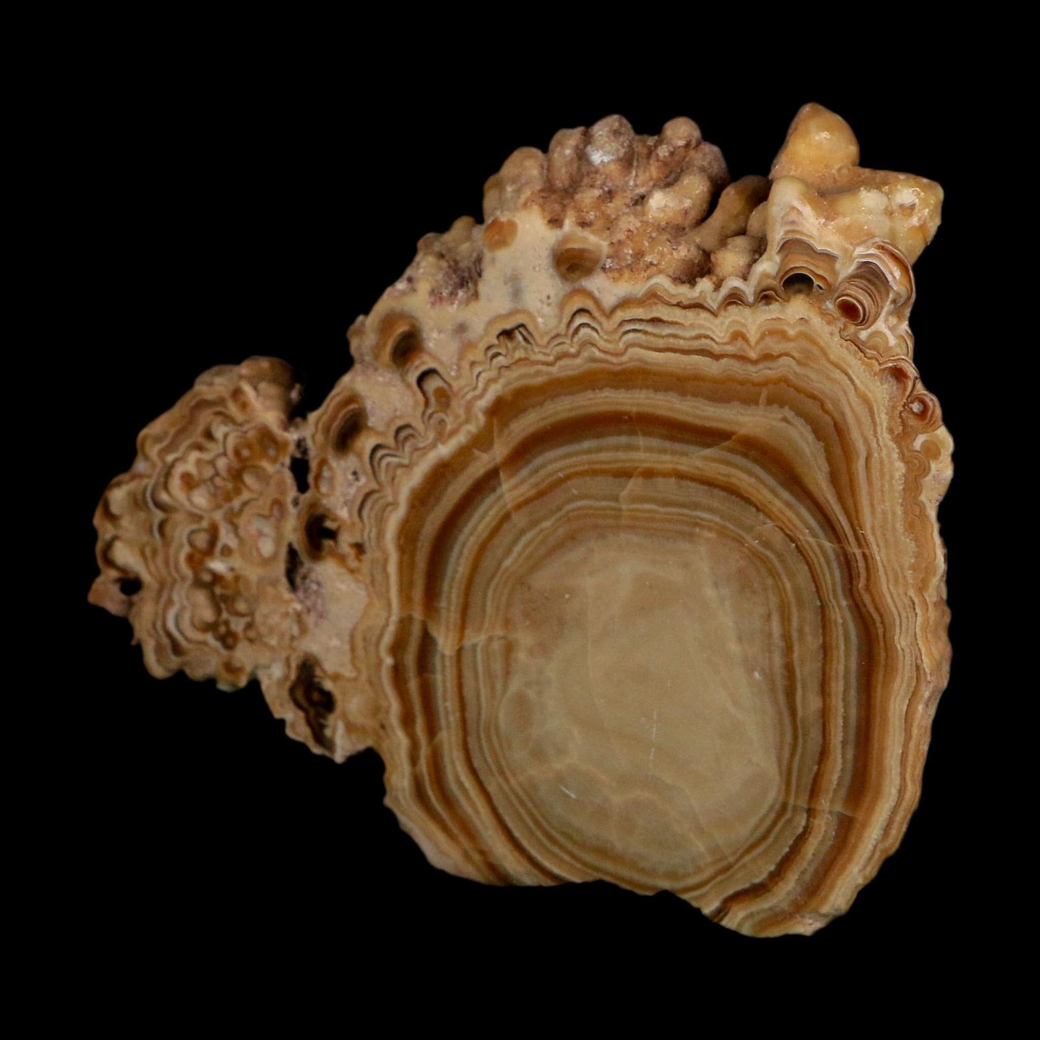 4.4" Aragonite Stalactite Slice Cave Calcite Crystal Mineral Specimen Morocco
