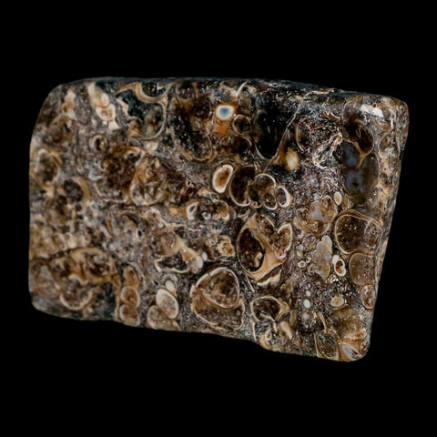 2.4" Polished Cut Slab Of Fossil Turritella Shells Eocene Age Wyoming Gastropod Shells - Fossil Age Minerals