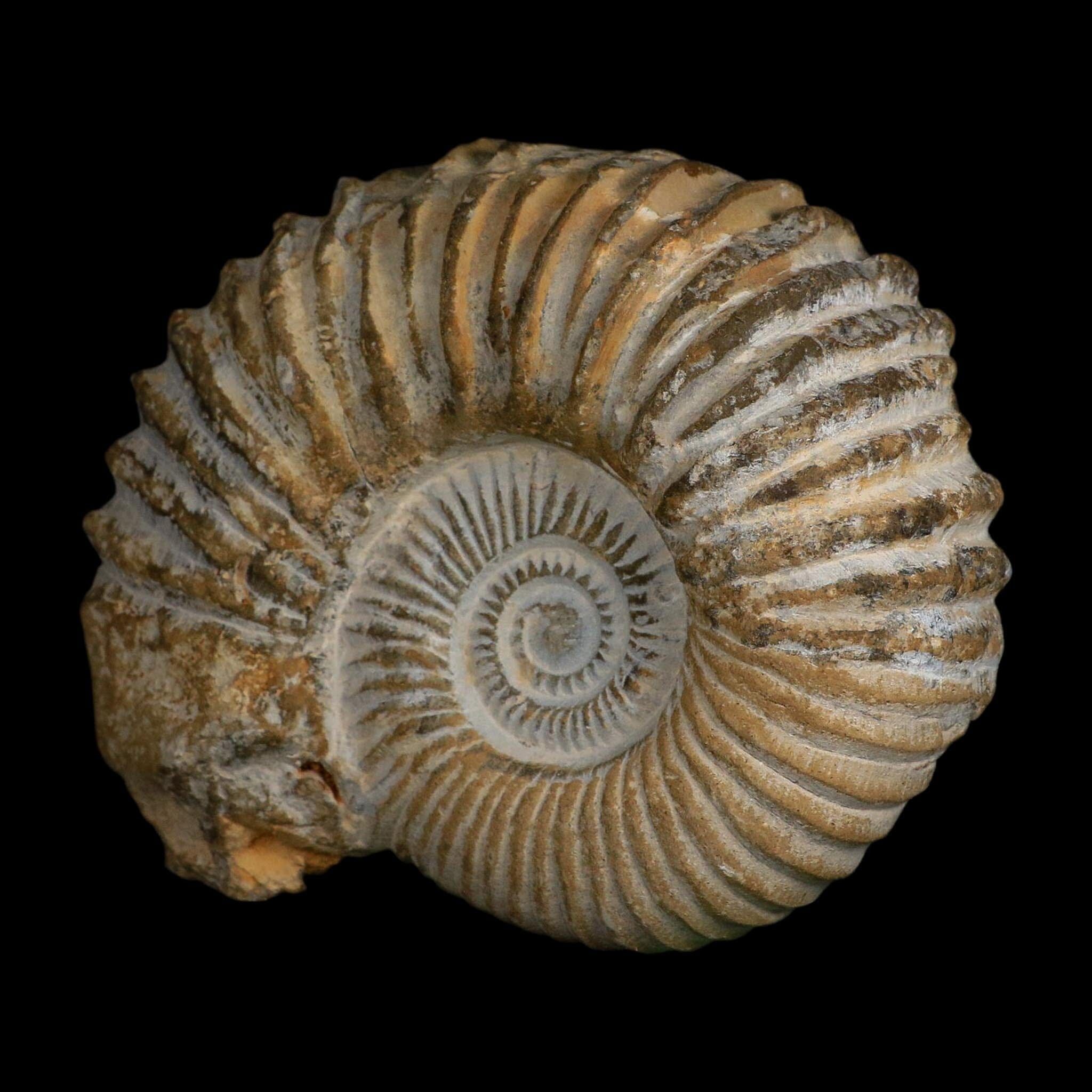 5.3" Acanthoceras Ammonite Fossil Agadir Morocco 360 Million Year Old COA - Fossil Age Minerals