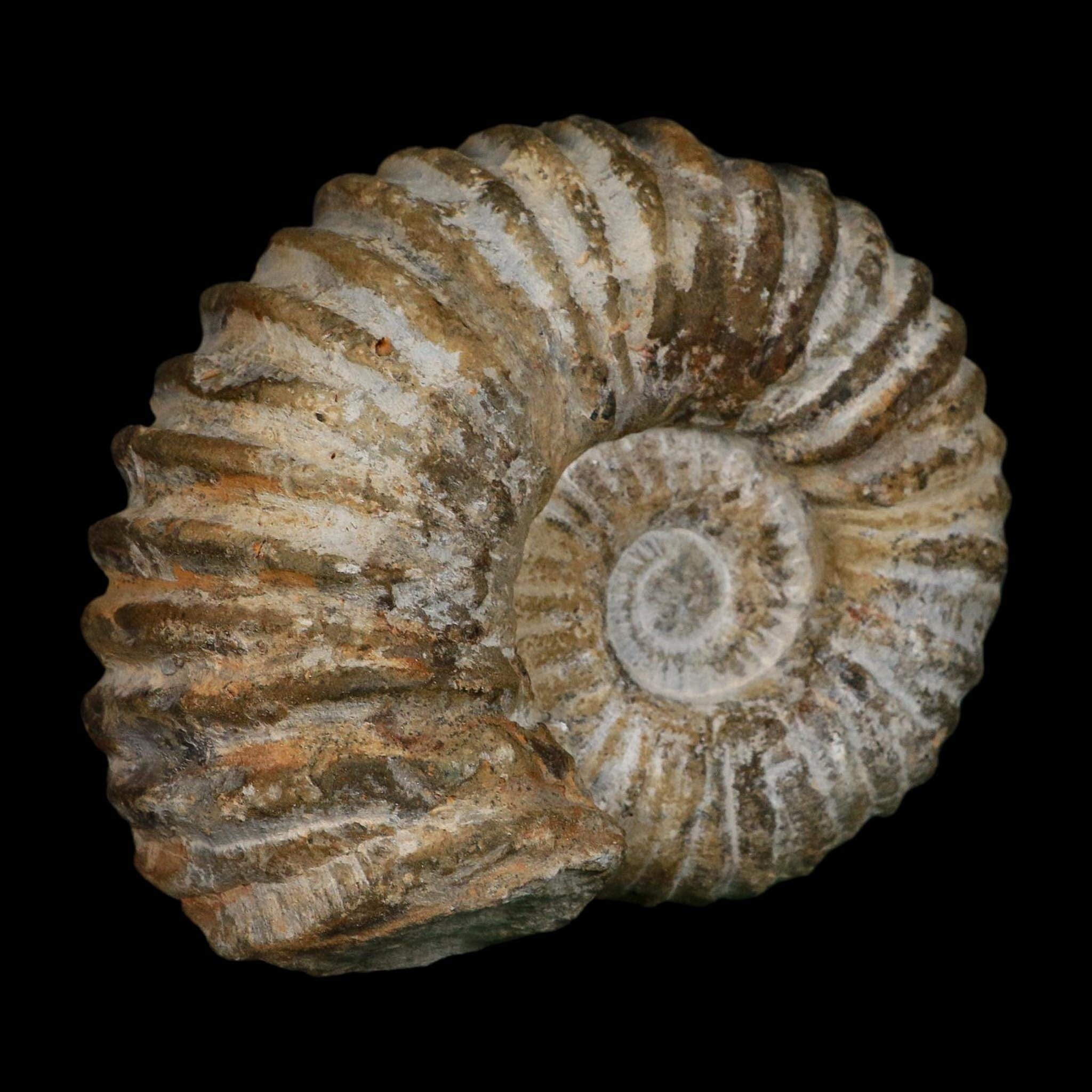 5.1" Acanthoceras Ammonite Fossil Agadir Morocco 360 Million Year Old COA - Fossil Age Minerals