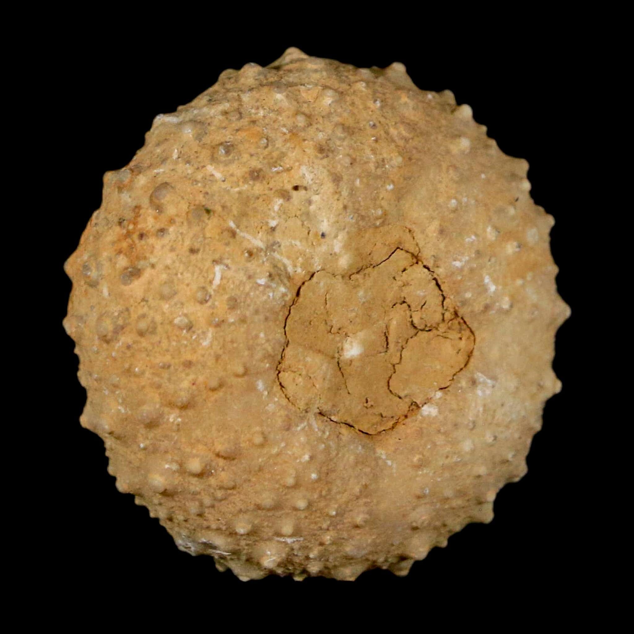 31MM Detailed Fossil Tetragramma Marticense Sea Urchin Echinoid Cretaceous - Fossil Age Minerals