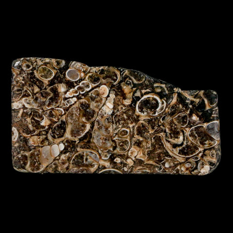2.2" Polished Cut Slab Of Fossil Turritella Shells Eocene Age Wyoming Gastropod Shells - Fossil Age Minerals