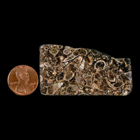 2.2" Polished Cut Slab Of Fossil Turritella Shells Eocene Age Wyoming Gastropod Shells - Fossil Age Minerals