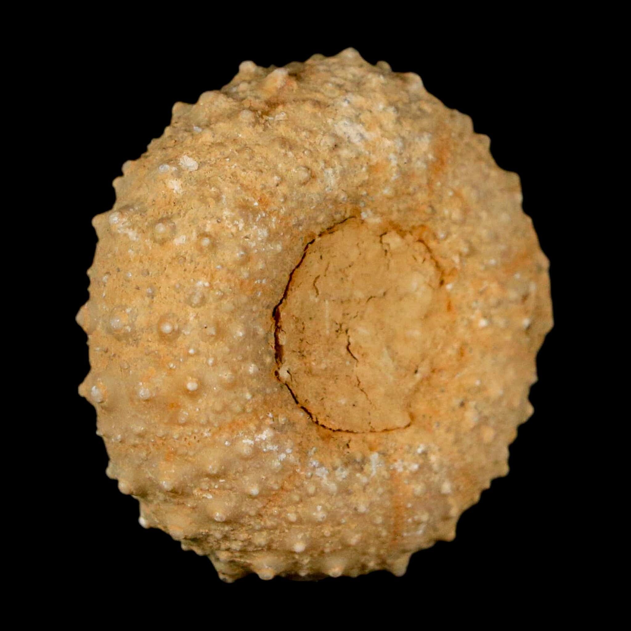 31MM Detailed Fossil Tetragramma Marticense Sea Urchin Echinoid Cretaceous - Fossil Age Minerals