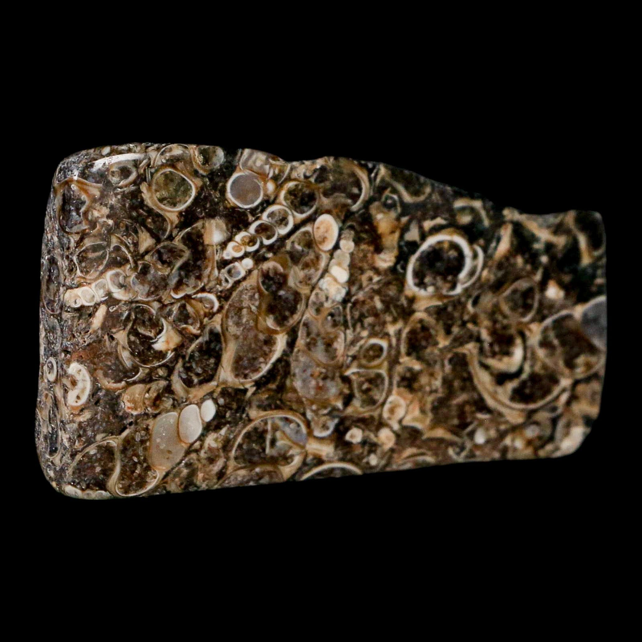 2.2" Polished Cut Slab Of Fossil Turritella Shells Eocene Age Wyoming Gastropod Shells - Fossil Age Minerals