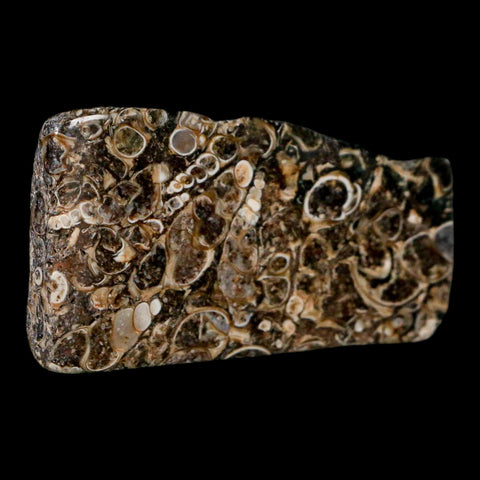 2.2" Polished Cut Slab Of Fossil Turritella Shells Eocene Age Wyoming Gastropod Shells - Fossil Age Minerals