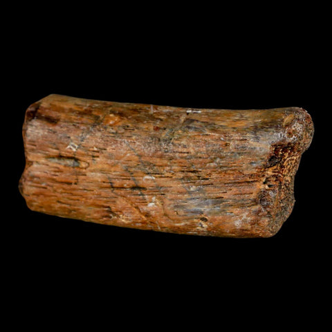 2" Mosasaur Fossil Rib Section Cretaceous Dinosaur Era Texas Ozan FM COA - Fossil Age Minerals