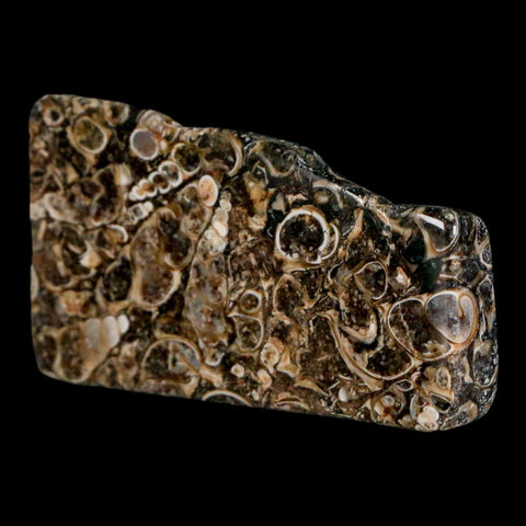 2.2" Polished Cut Slab Of Fossil Turritella Shells Eocene Age Wyoming Gastropod Shells - Fossil Age Minerals