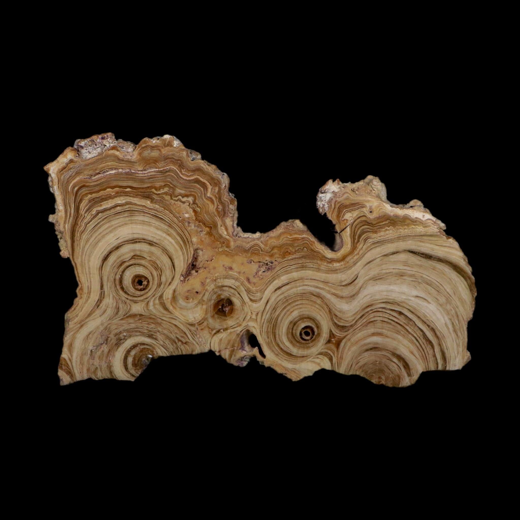 5.4" Aragonite Stalactite Slice Cave Calcite Crystal Mineral Specimen Morocco