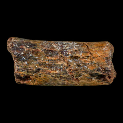 2" Mosasaur Fossil Rib Section Cretaceous Dinosaur Era Texas Ozan FM COA - Fossil Age Minerals