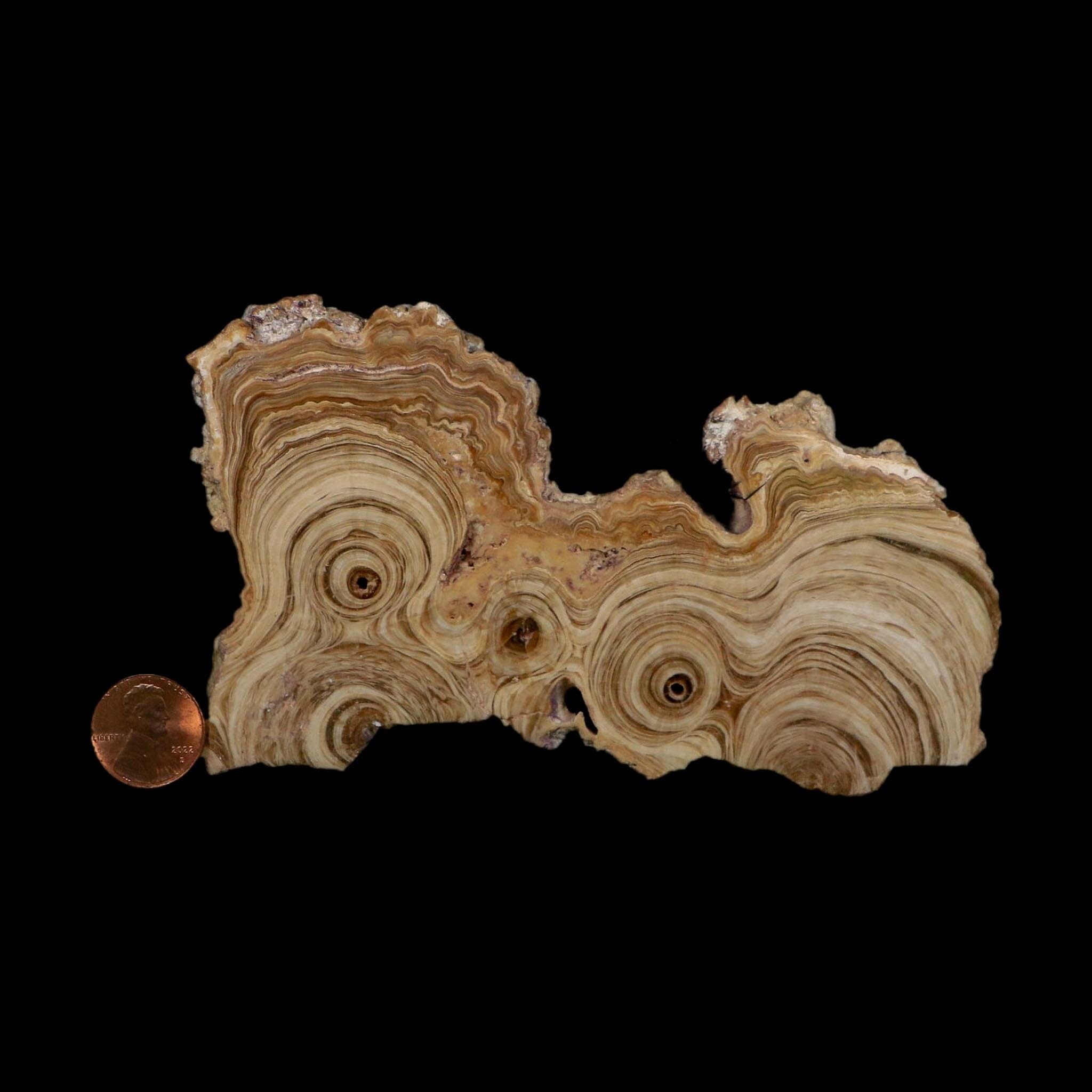 5.4" Aragonite Stalactite Slice Cave Calcite Crystal Mineral Specimen Morocco
