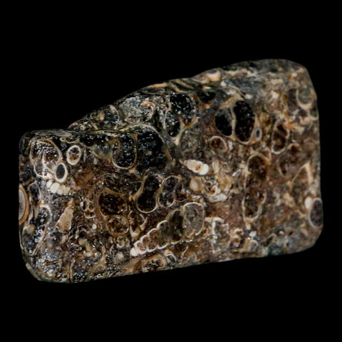 2.2" Polished Cut Slab Of Fossil Turritella Shells Eocene Age Wyoming Gastropod Shells - Fossil Age Minerals